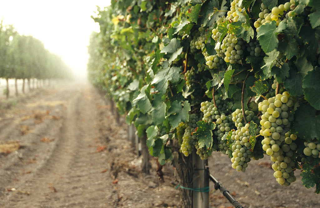 Get to Know the Wine World’s Six ‘Noble’ Grape Varieties
