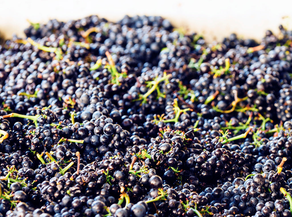 What Is Carbonic Maceration and Why Do We Love It So Much?