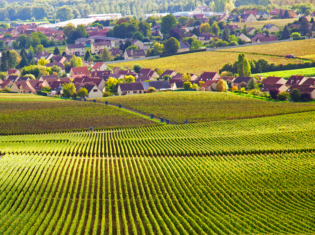 5 Chablis Producers You Need to Know
