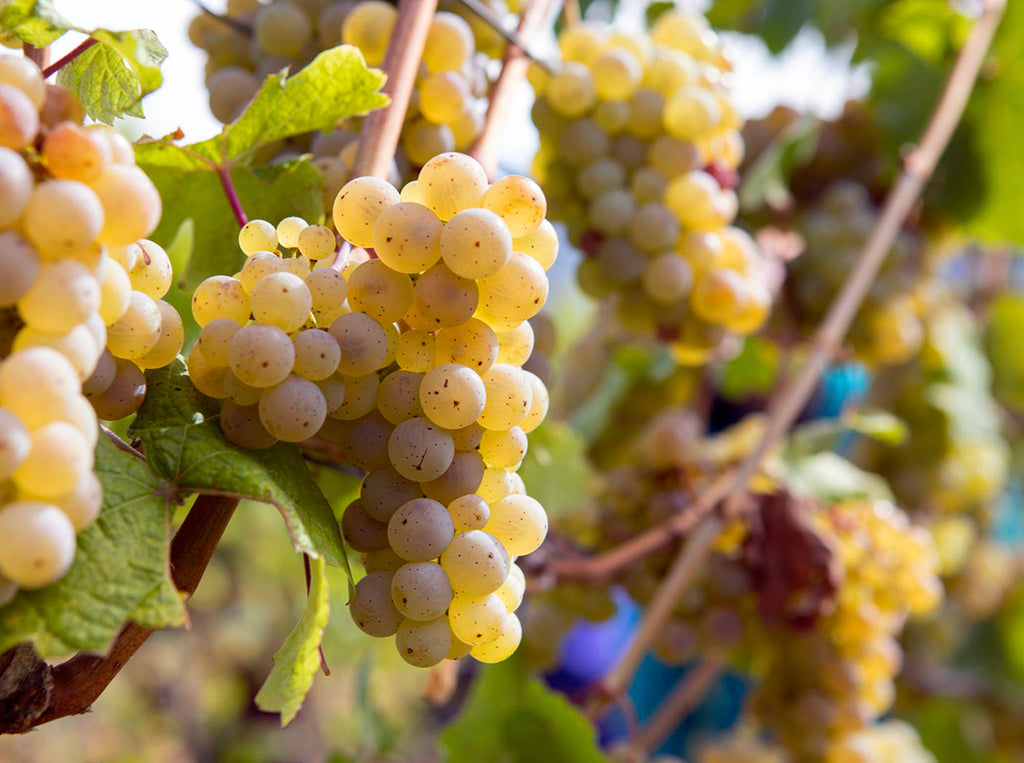 Get to Know the World of Riesling Through These Six Producers